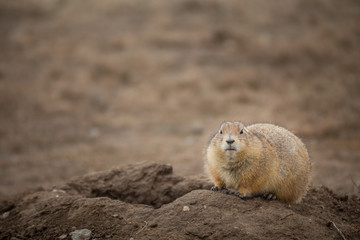 Praire dog sitting outside its den looking at the camera