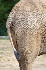 éléphant 