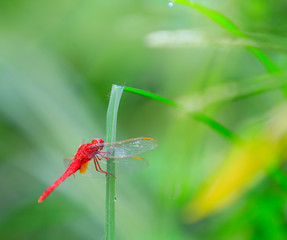 A dragonfly perched on a grass branch