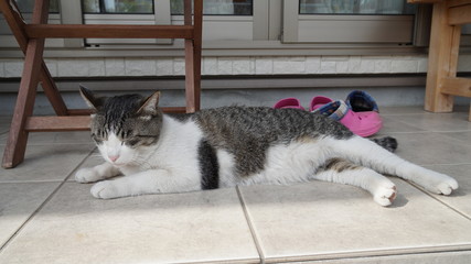 猫　凛太朗　日常