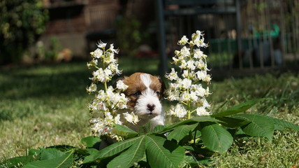 Junger Hund, Welpe sitzt im Garten in Kastanienblüten 