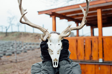Horny skeleton head skull of reindeer front view. Man holding skull of cattle in front of his face. Covering face with skull of wild animal. Horizontal layout