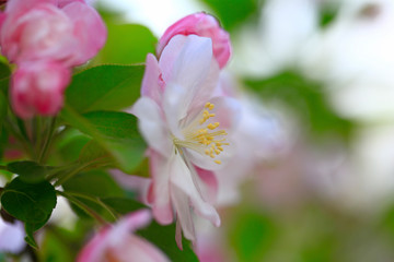 Flowering crabapple in the garden