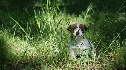 Junger Hund, Welpe sitzt im Garten in Kastanienblüten 