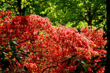 Reich blühende rote Azalee, Botanischer Garten in Gütersloh