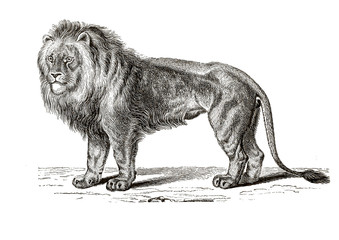 Illustration of a lion from popular encyclopedia from 1890