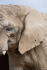 Fototapeta premium éléphant 