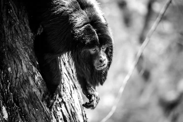 Foto op Canvas caraya monkey © deusebi