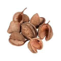 tropical brown walnut