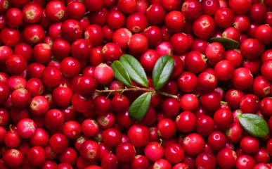 Lot of forest berries of cowberry
