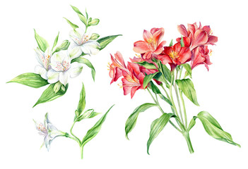 Set of Watercolor Flowers Alstroemeria, isolated on white background. Floral artistic collection.