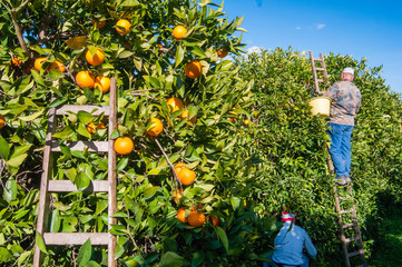 Orange harvest time: wooden ladder leaned on a tarocco orange tree, Sicily  - 342922544
