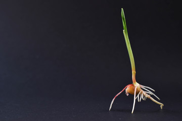 Sprouted seed on a black background. Corn sprouts close-up. A grain germ with roots.