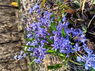 Blue scilla siberica in spring/Scilla siberca flower