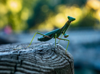 vista de cerca de mantis religiosa hembra amenazadora mirando a cámara