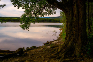Silueta de gran árbol junto a un lago de agua con reflejo de las nubes