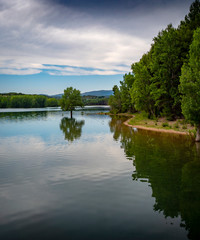 Peque&ntilde;o &aacute;rbol dentro del agua de un lago con reflejo del cielo u nubes
