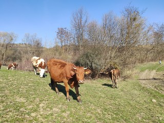 herd of cows on a pasture in Slatinita, Romania 2019