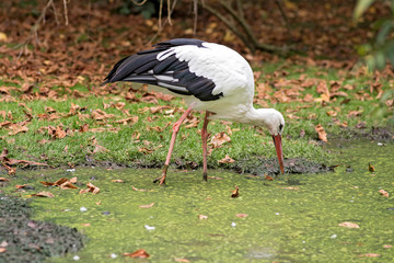 cigogne