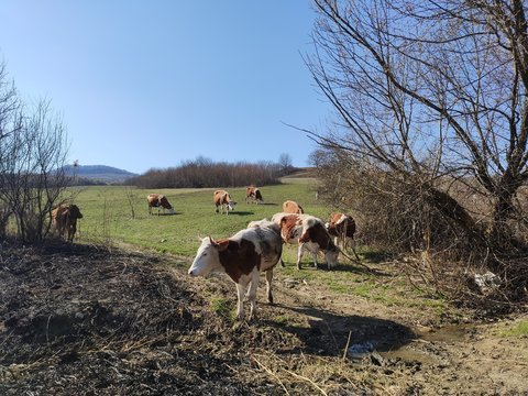 herd of cows on a pasture in Slatinita, Romania 2019
