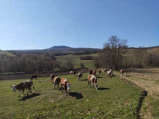 herd of cows on a pasture in Slatinita, Romania 2019