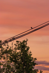Oiseau sur c&acirc;ble &eacute;lectrique 