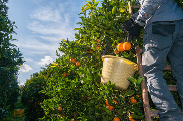 Orange harvest time: picker at work in qa citrus orchard
- 342924184