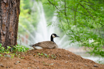 Canada goose sitting on nest in front of fountain.