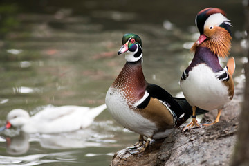 canard