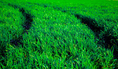 Car tracks on green grass