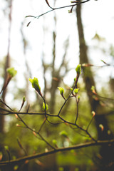 Blüten