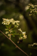 Blumen mit Blüten und Hummel