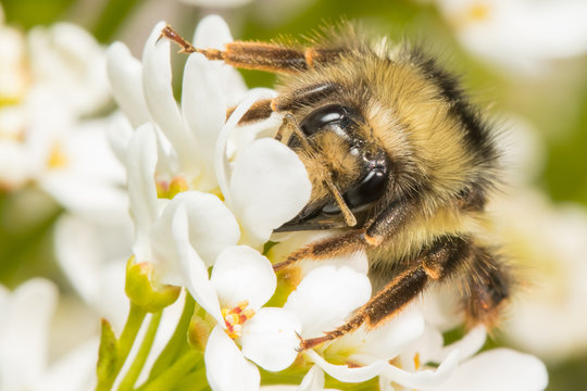 Macro of Bumblebee on Whte Flower in Early Spring