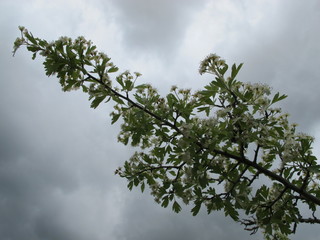 árbol