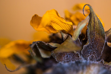 one sunflower abstract close up 