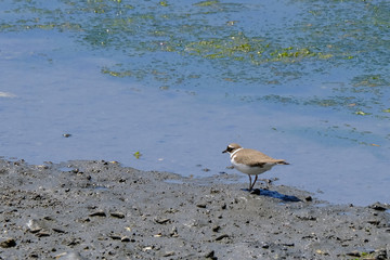 little ringed plover on shore