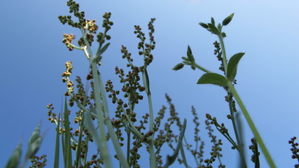 hIERVAS Y FLORES SILVESTRES