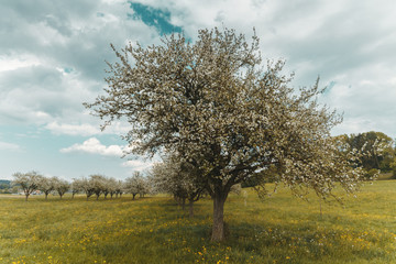 Fototapeta premium Weisses Aufblühen eines Apfelbaumes