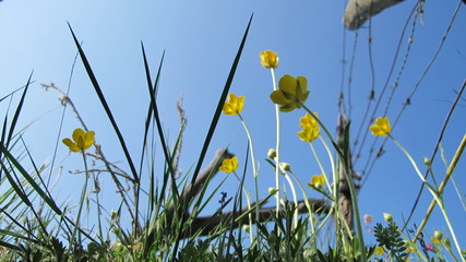 Obraz premium hIERVAS Y FLORES SILVESTRES