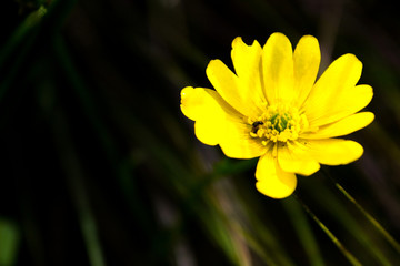 Beautiful flower in the garden with a bee