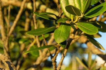 Green leaves on the tree