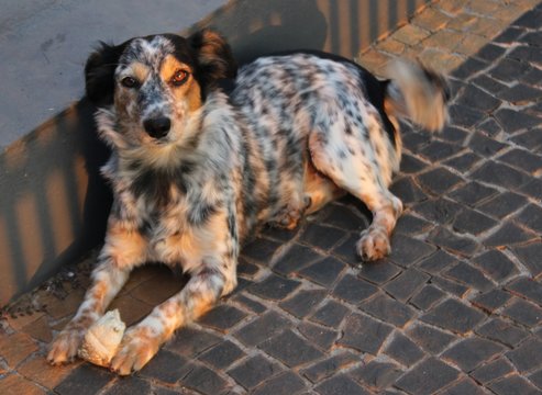 Cadela preta e branca p&ecirc;lo longo.