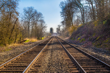 Fototapeta na wymiar Trees lining railroad tracks in the northwest