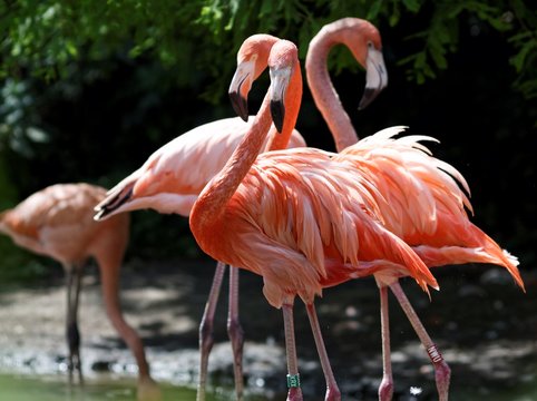 Greater Flamingos At Zoo