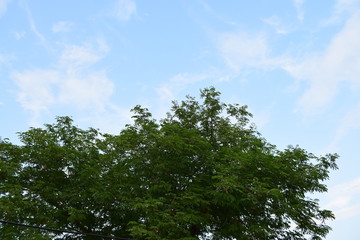 sky and trees