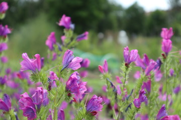 field of lavender