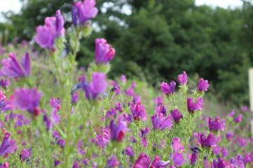 Fototapeta premium field of flowers