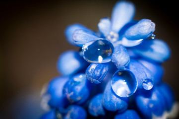 close up of blue flower