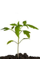 young plant in soil