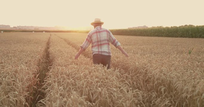 Farmer walking among ripe wheat field on sunset and hands outstretches